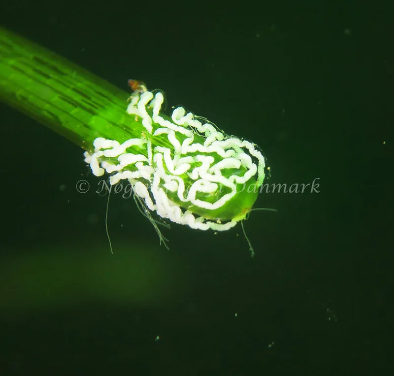 Facelina cf. bostoniensis - Noah´s Ark - Foto: Charlotte Grosen
