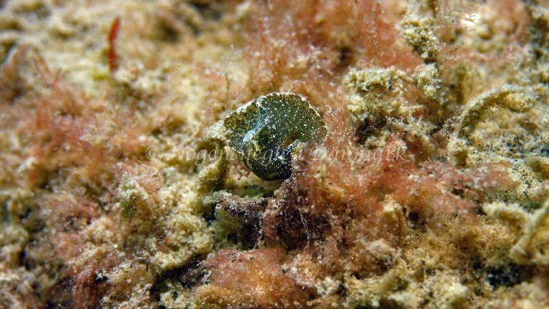 Elysia viridis - Trykkerdammen - Foto: Thomas Blume