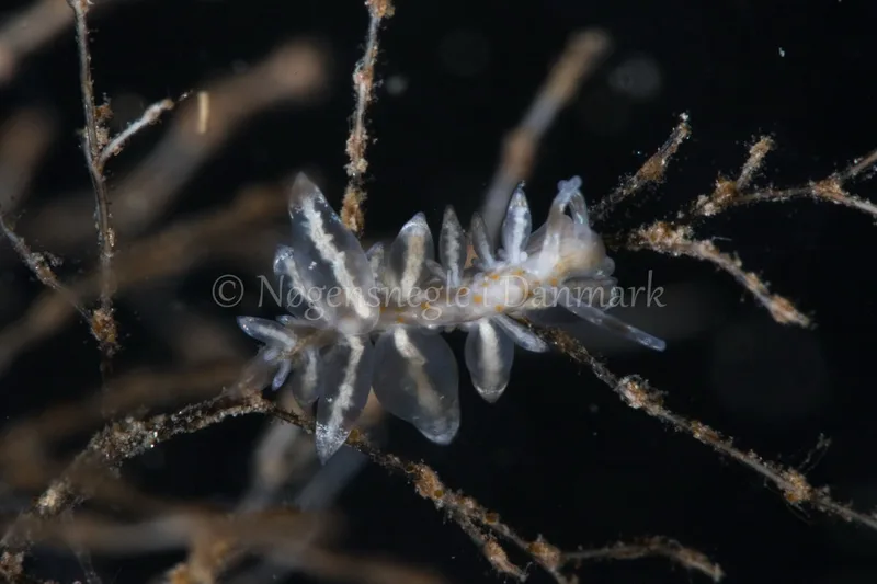 Eubranchus sp. - Verdens Ende, Sønderborg - Foto: Poul Erik Rasmussen