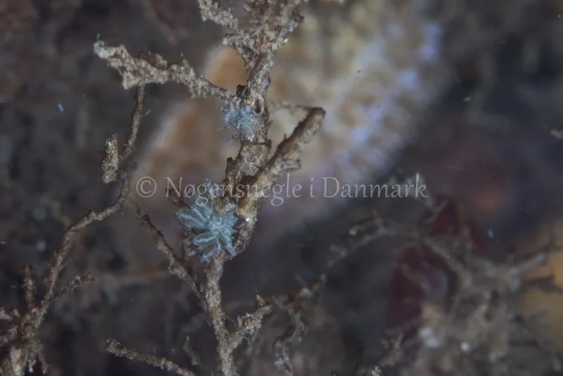 Eubranchus sp. - Sønderborg Havn - Foto: Poul Erik Rasmussen