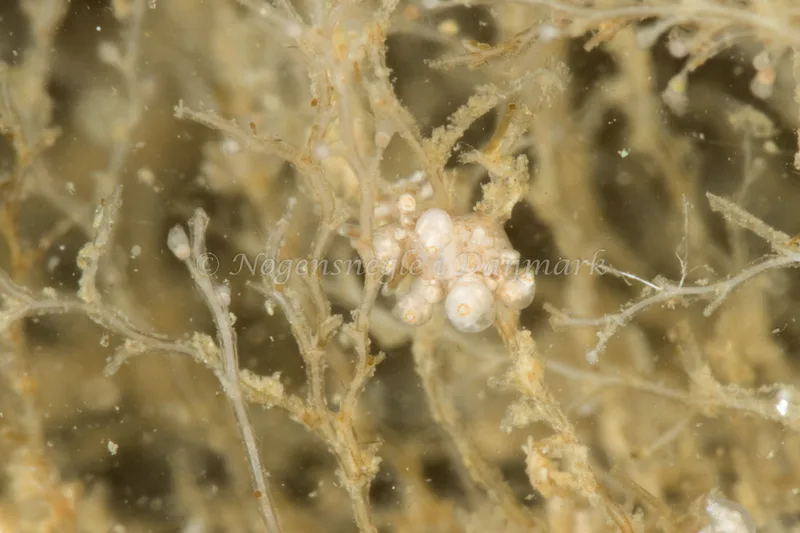 Eubranchus exiguus - Ammoniakhavnen - Foto: Poul Erik Rasmussen