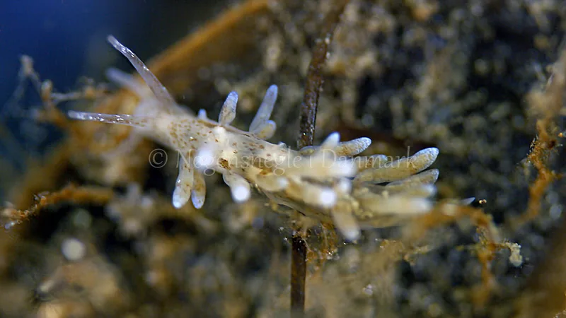 Eubranchus rupium - Munkholmbroen - Foto: Thomas Blume