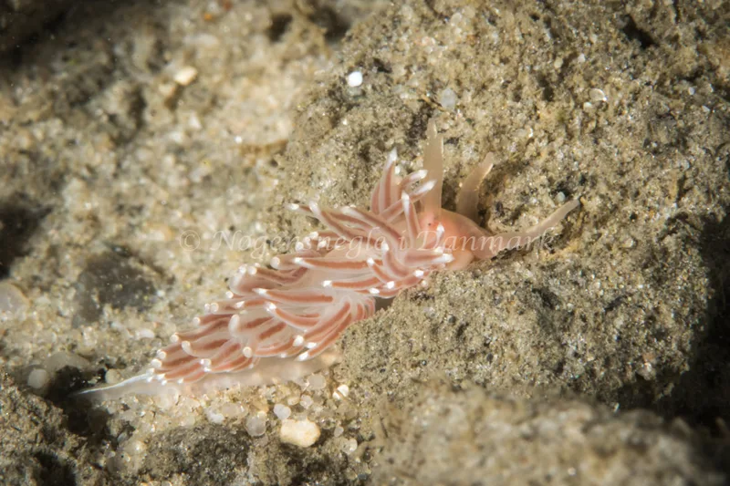 Facelina bostoniensis - Ammoniakhavnen - Foto: Poul Erik Rasmussen