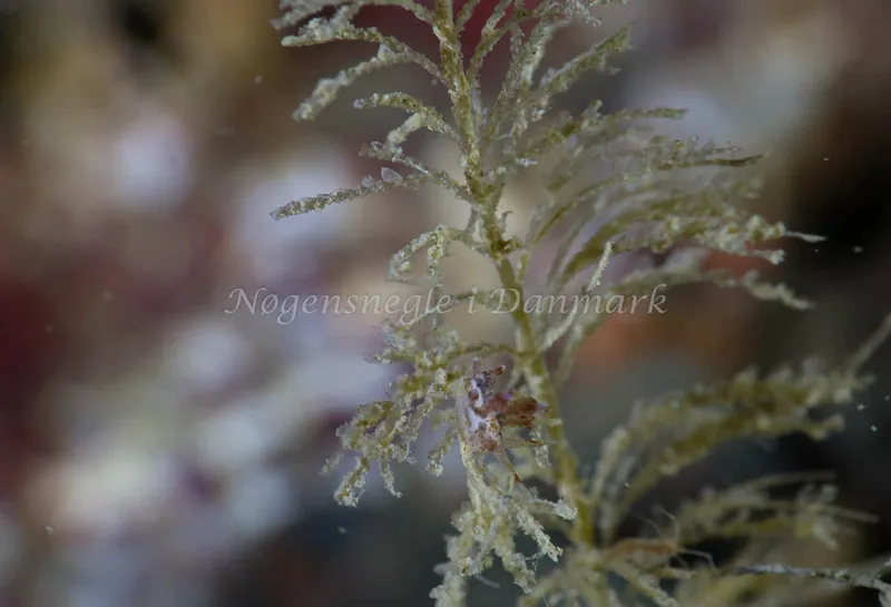 Eubranchus rupium - Lyngsbo Strand - Foto: Annette Jørgensen