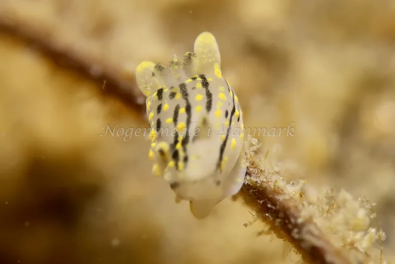 Polycera quadrilineata - Knudshoved Færgehavn - Foto: AnneKatrine Frederiksen