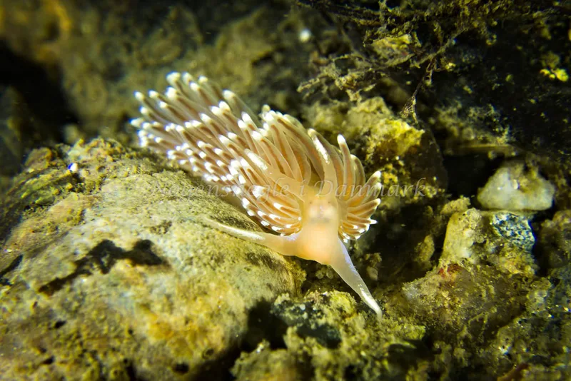 Facelina bostoniensis - Ammoniakhavnen - Foto: Klaus Kevin Kristensen