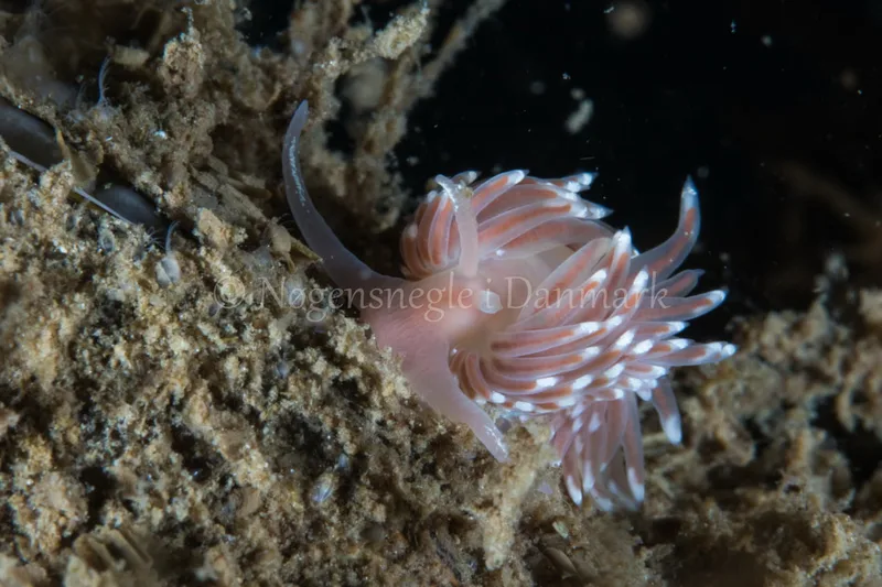 Facelina bostoniensis - Verdens Ende, Sønderborg - Foto: Poul Erik Rasmussen