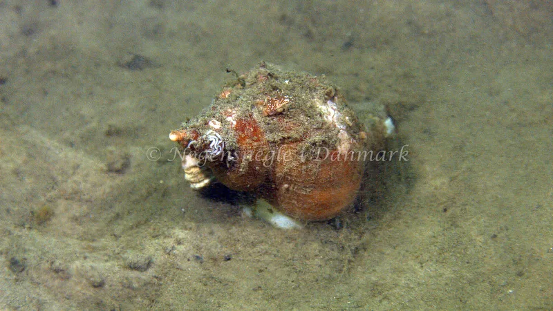 Facelina cf. bostoniensis - Trykkerdammen - Foto: Thomas Blume