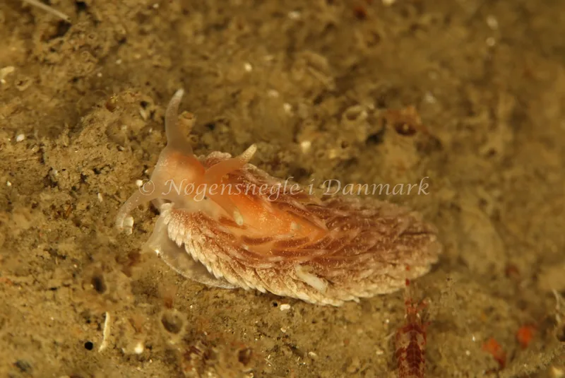 Aeolidiella glauca - Rødspættedamperen - Foto: Ib Sørensen