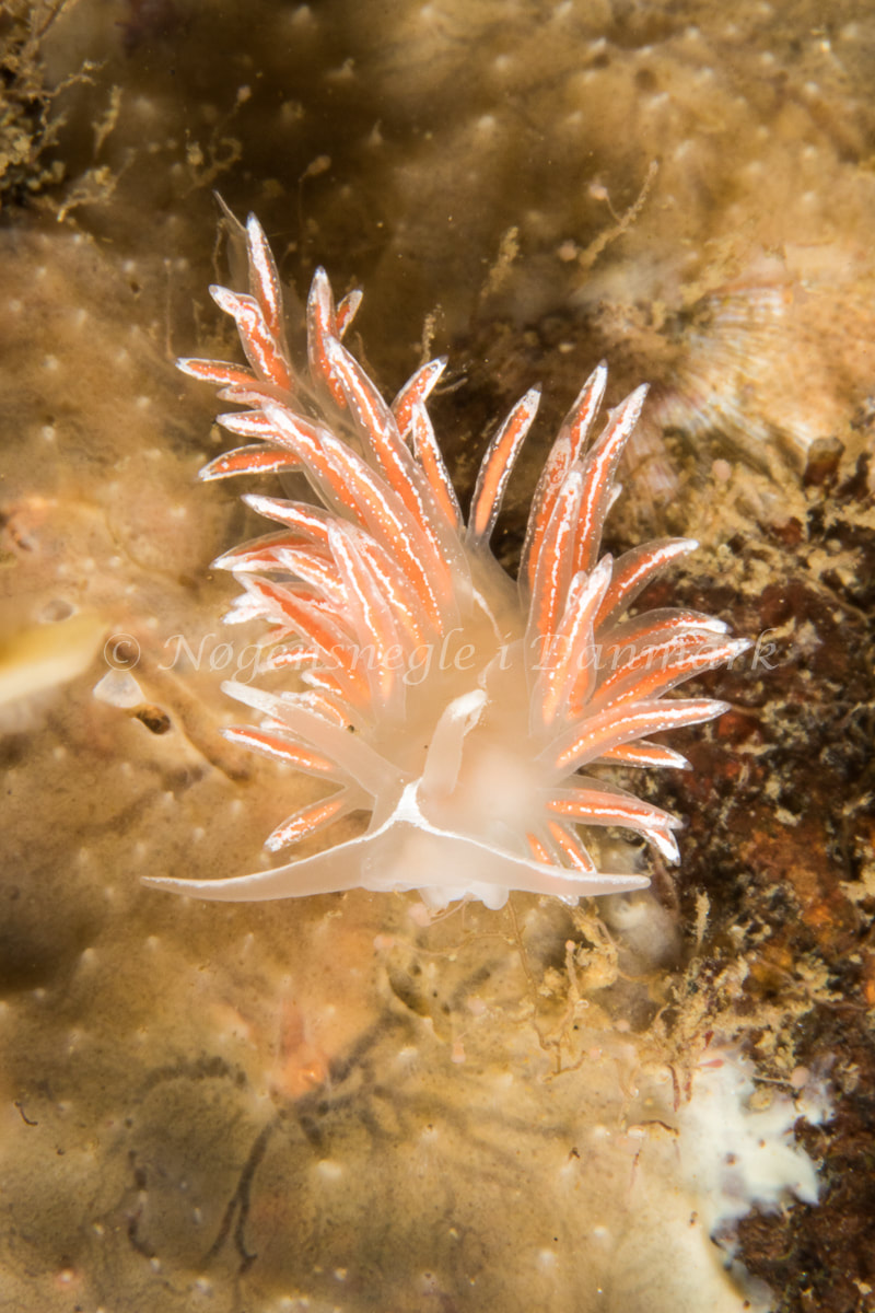 Gulenia monicae - Ammoniakhavnen - Foto: Poul Erik Rasmussen