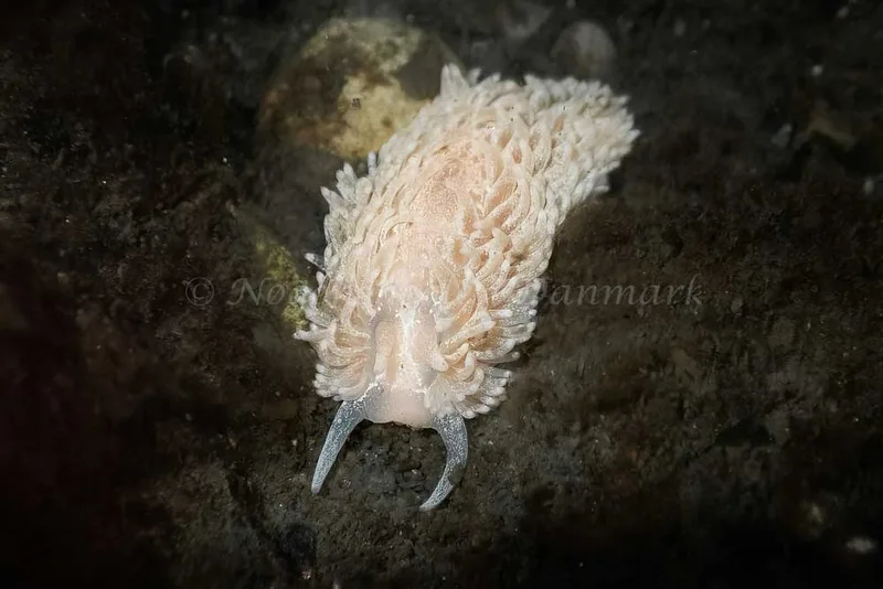 Aeolidia papillosa - Aarhus Ø Havn - Foto: Lærke Haffgaard
