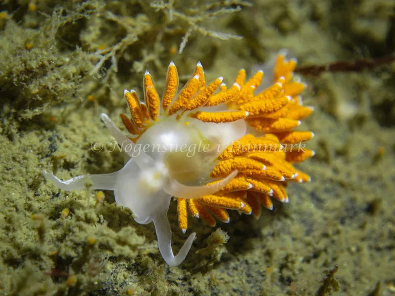 Coryphella verrucosa rufibranchialis - Wilhemmine - Foto: Claus Neupart