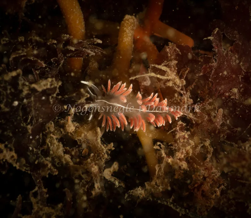 Gulenia monicae - Ammoniakhavnen - Foto: Søren Skov Nielsen