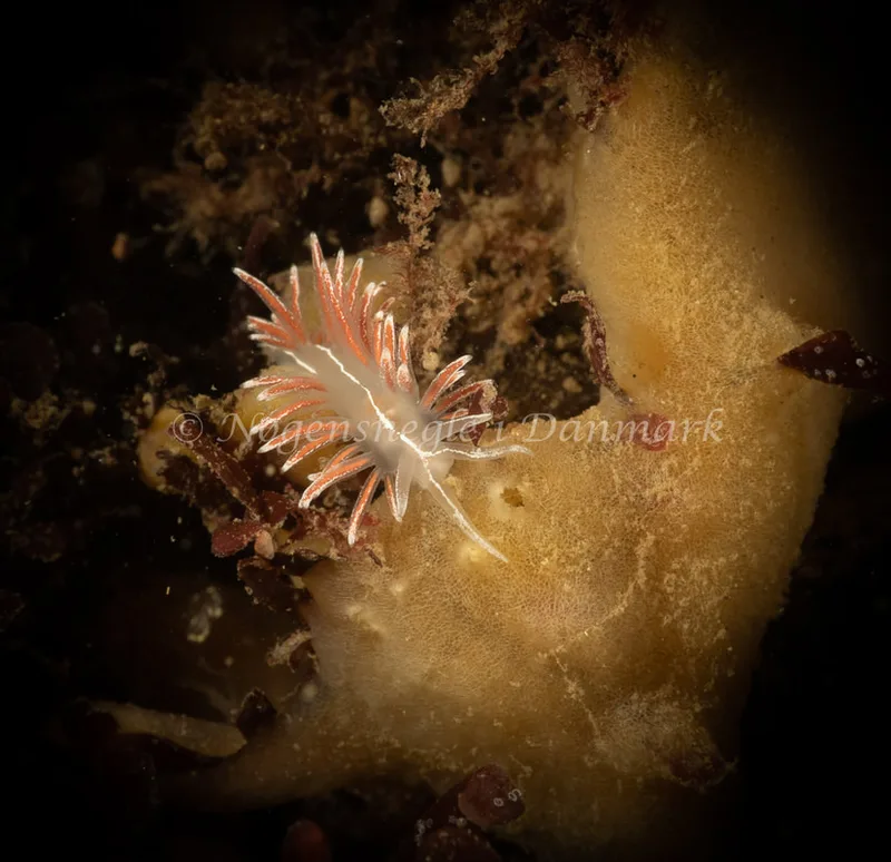 Gulenia monicae - Ammoniakhavnen - Foto: Søren Skov Nielsen