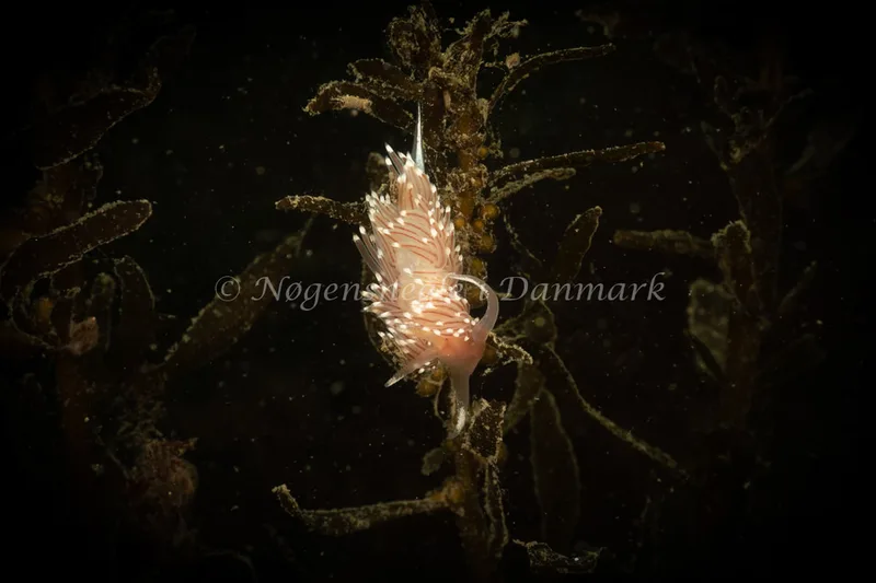 Facelina bostoniensis - Ammoniakhavnen - Foto: Søren Skov Nielsen