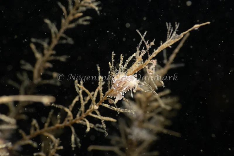Cuthonella concinna - Ammoniakhavnen - Foto: Søren Skov Nielsen