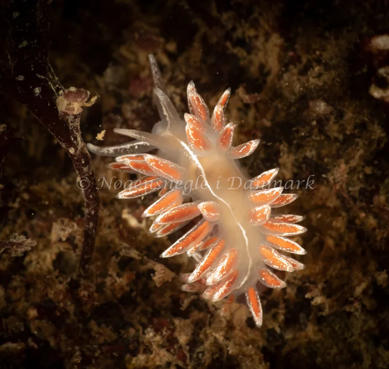 Gulenia monicae - Ammoniakhavnen - Foto: Søren Skov Nielsen