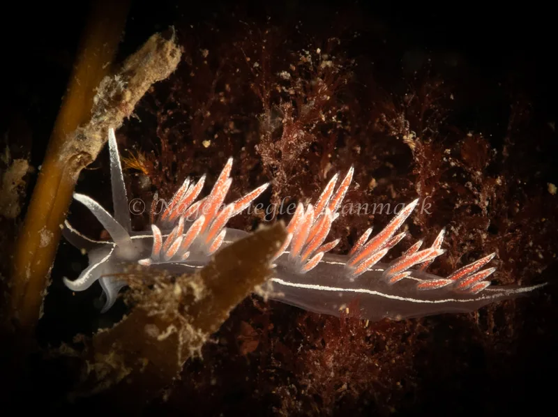 Gulenia monicae - Ammoniakhavnen - Foto: Søren Skov Nielsen