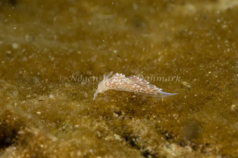 Facelina bostoniensis - Ammoniakhavnen - Foto: Søren Skov Nielsen