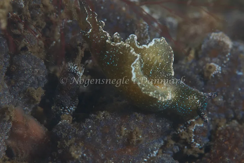 Elysia viridis - Munkholmbroen - Foto: Ole E. Rasmussen
