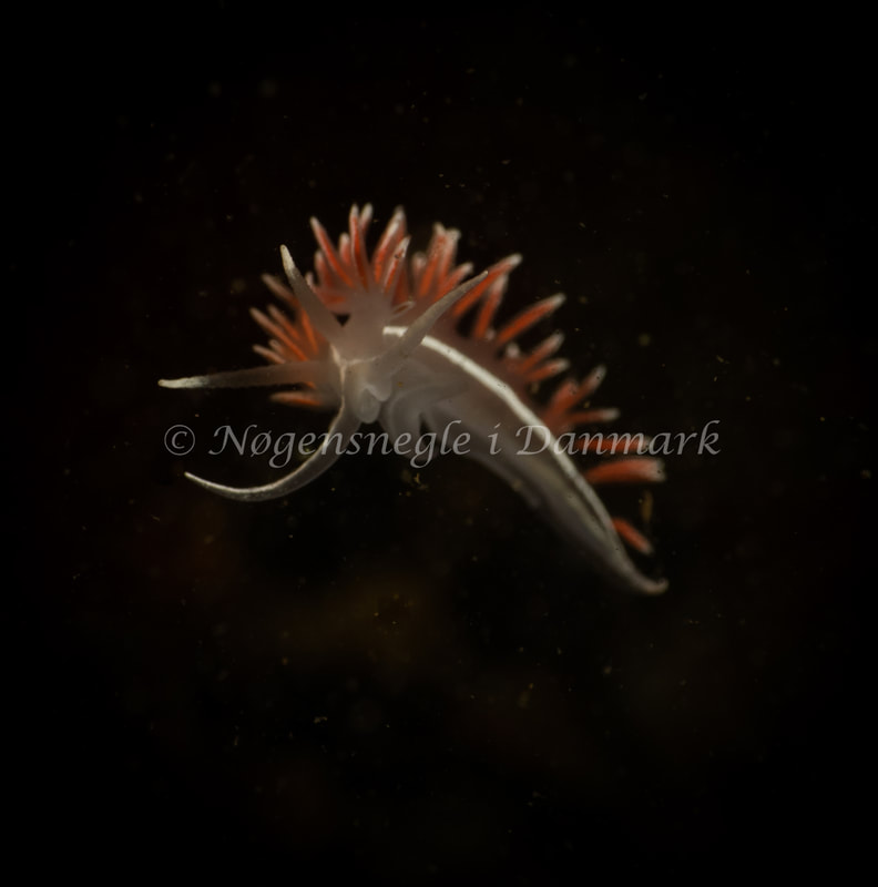 Gulenia monicae - Ammoniakhavnen - Foto: Søren Skov Nielsen