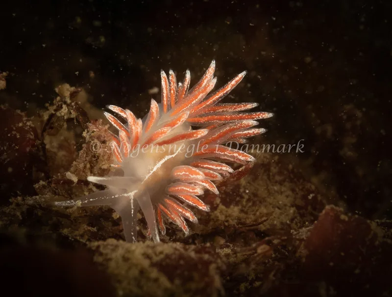 Gulenia monicae - Ammoniakhavnen - Foto: Søren Skov Nielsen