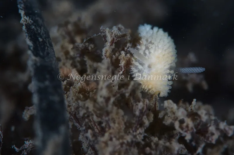 Onchidoris muricata - Knudshoved Færgehavn - Foto: Ole E. Rasmussen