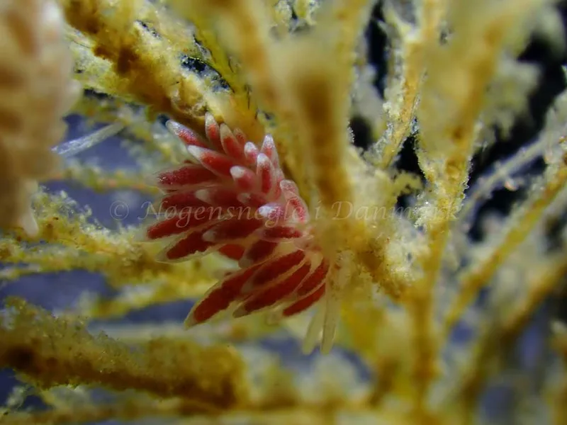 Cuthonella concinna - Ammoniakhavnen - Foto: Laurits Larsen