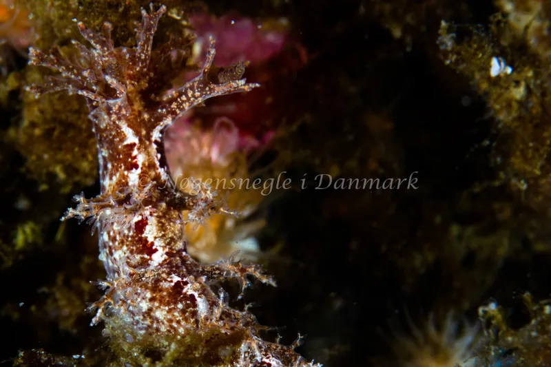 Dendronotus frondosus - Natomolen, Femmøller Strand - Foto: Niels Astrup Millard
