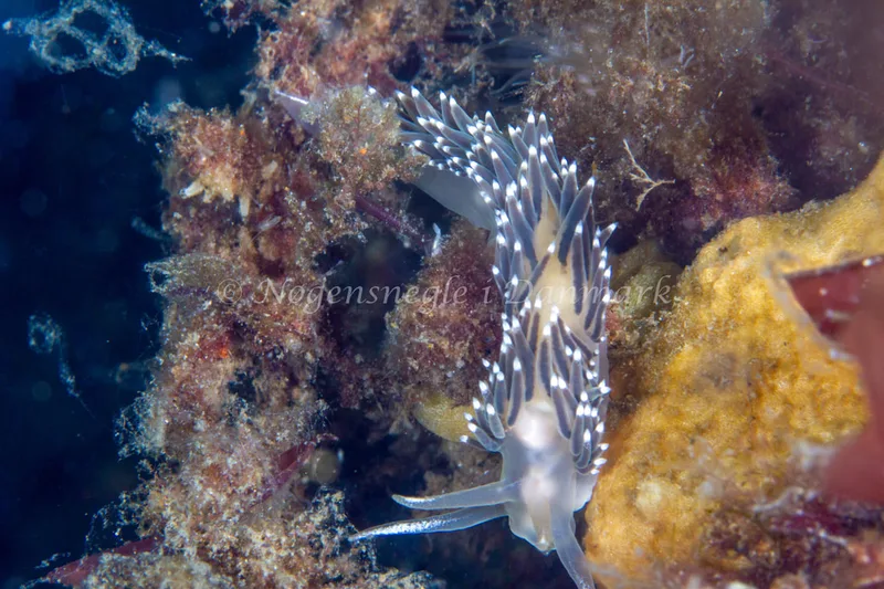 Coryphella verrucosa rufibranchialis - Natomolen, Femmøller Strand - Foto: Niels Astrup Millard