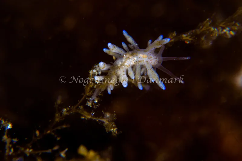 Eubranchus rupium - Natomolen, Femmøller Strand - Foto: Niels Astrup Millard