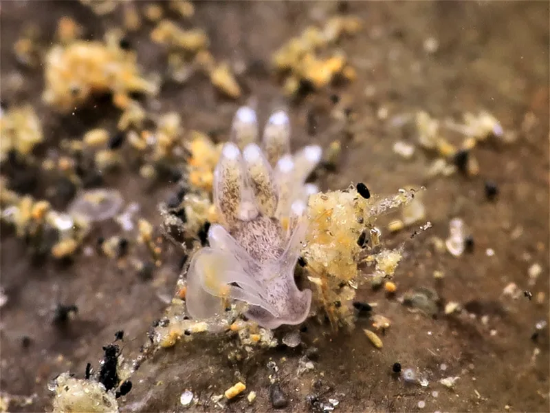 Tenellia adspersa - Knudshoved Færgehavn - Foto: HP Ølgaard