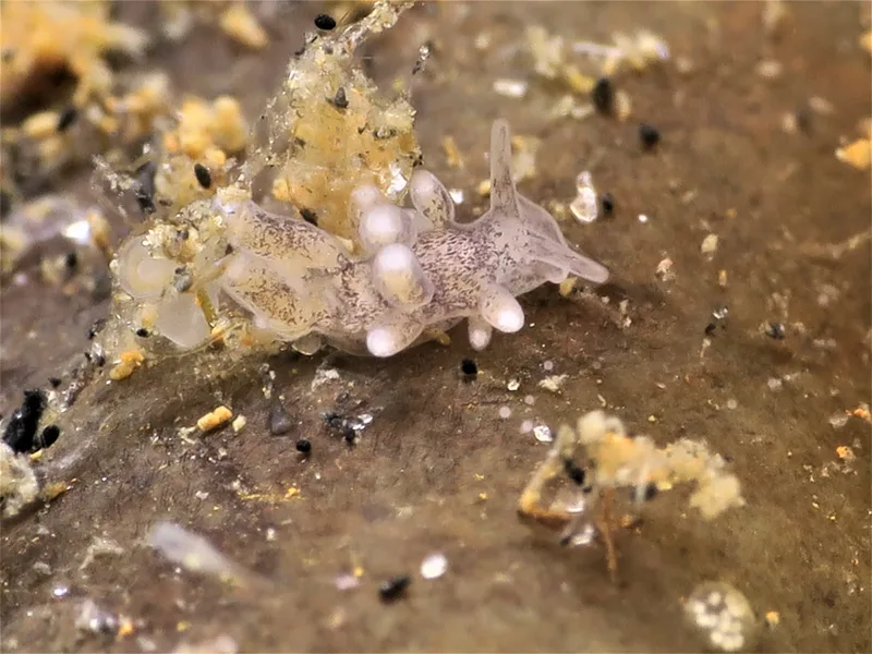 Tenellia adspersa - Knudshoved Færgehavn - Foto: HP Ølgaard