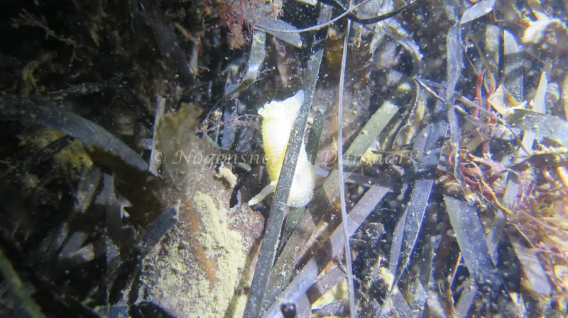 Acanthodoris pilosa - Knudshoved Færgehavn - Foto: Trine Bøegh Levring