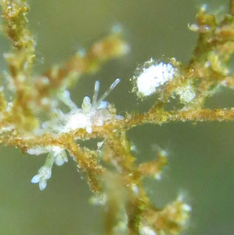 Eubranchus rupium - Munkholmbroen - Foto: Lina Knuth-Winterfeldt