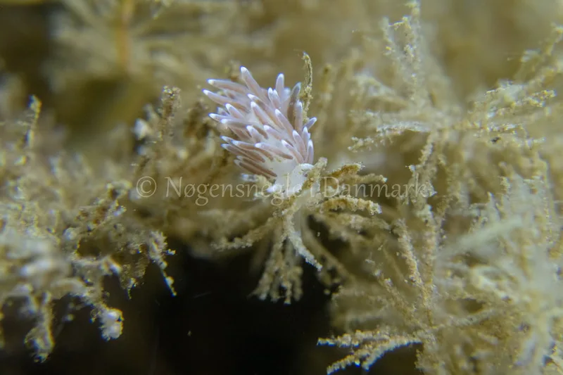 Cuthonella concinna - Ammoniakhavnen - Foto: Tina Hindal