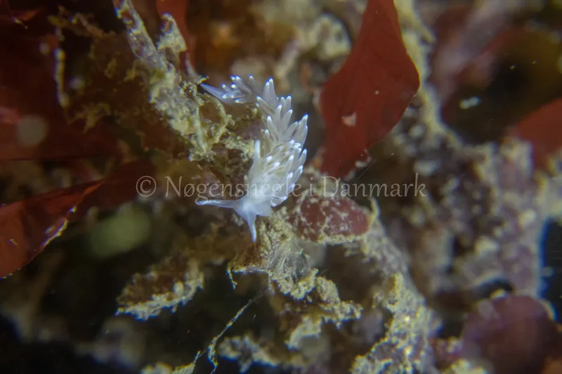 Cuthonella concinna - Ammoniakhavnen - Foto: Tina Hindal