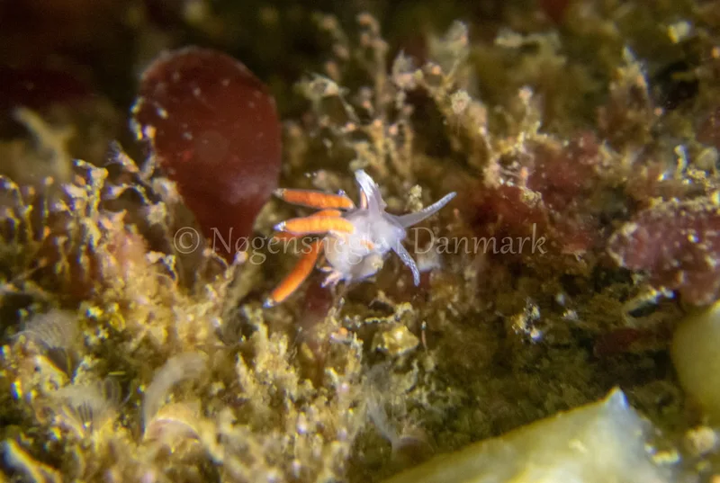 Microchlamylla gracilis - Ammoniakhavnen - Foto: Tina Hindal
