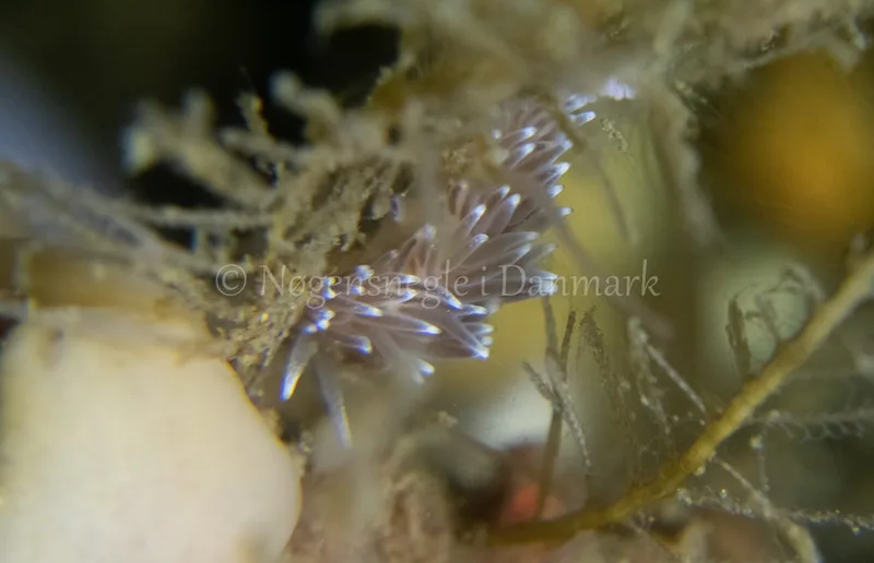 Cuthonella concinna - Ammoniakhavnen - Foto: Tina Hindal