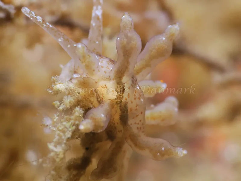 Eubranchus rupium - Ammoniakhavnen - Foto: HP Ølgaard
