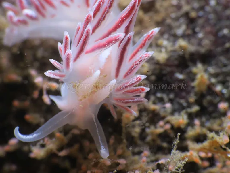 Coryphella monicae - Ammoniakhavnen - Foto: HP Ølgaard