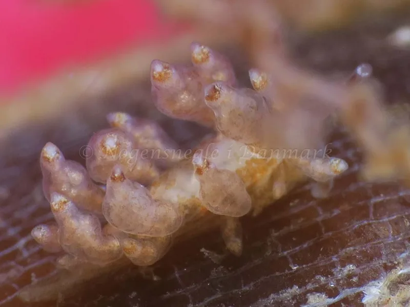 Eubranchus scintillans - Ammoniakhavnen - Foto: HP Ølgaard