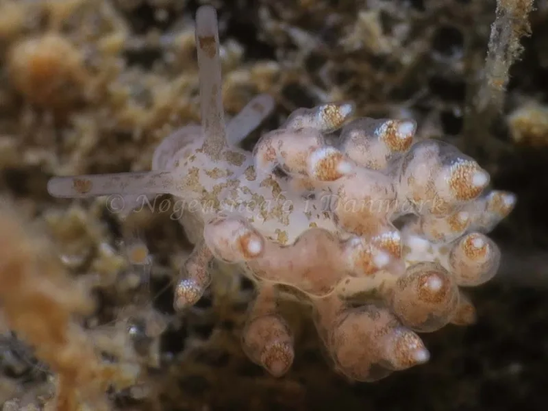 Eubranchus scintillans - Ammoniakhavnen - Foto: HP Ølgaard