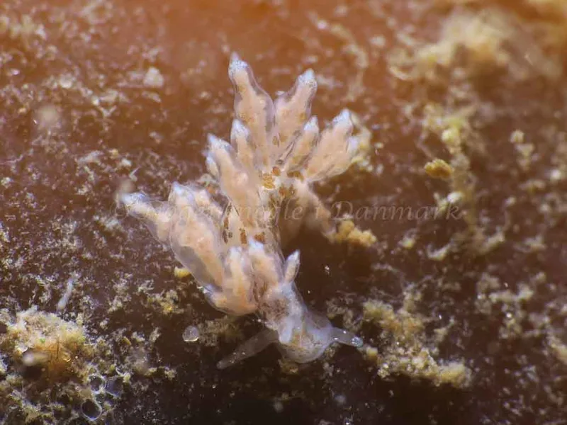 Eubranchus scintillans - Ammoniakhavnen - Foto: HP Ølgaard
