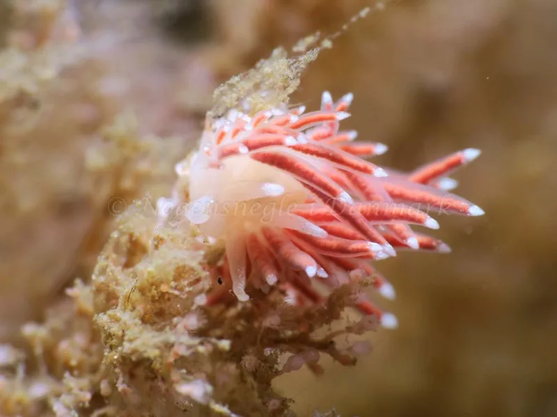 Coryphella verrucosa - Ammoniakhavnen - Foto: HP Ølgaard