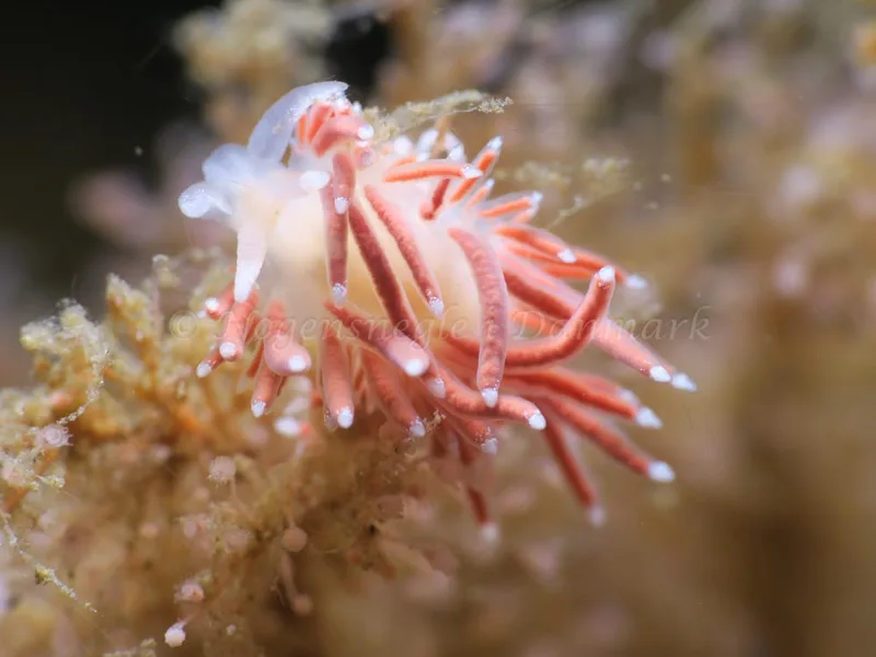 Coryphella verrucosa - Ammoniakhavnen - Foto: HP Ølgaard