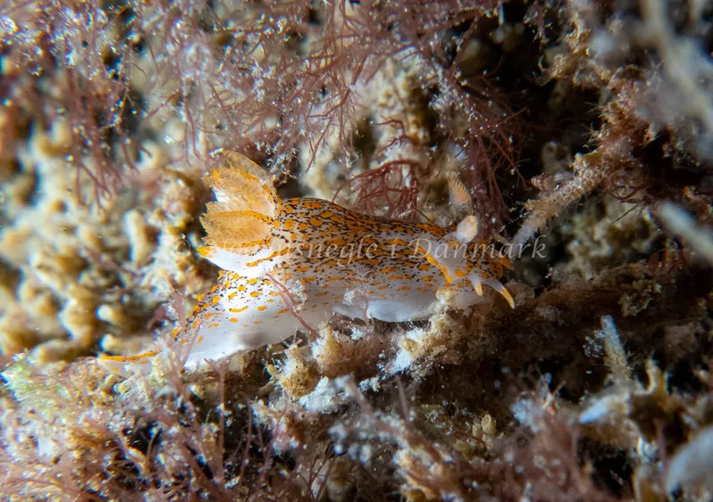 Polycera quadrilineata - Barken (Vrag), Saltum Strand - Foto: Tina Hindal
