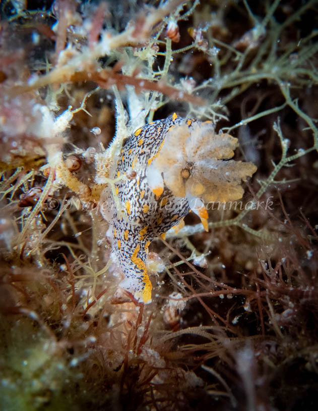 Polycera quadrilineata - Barken (Vrag), Saltum Strand - Foto: Tina Hindal