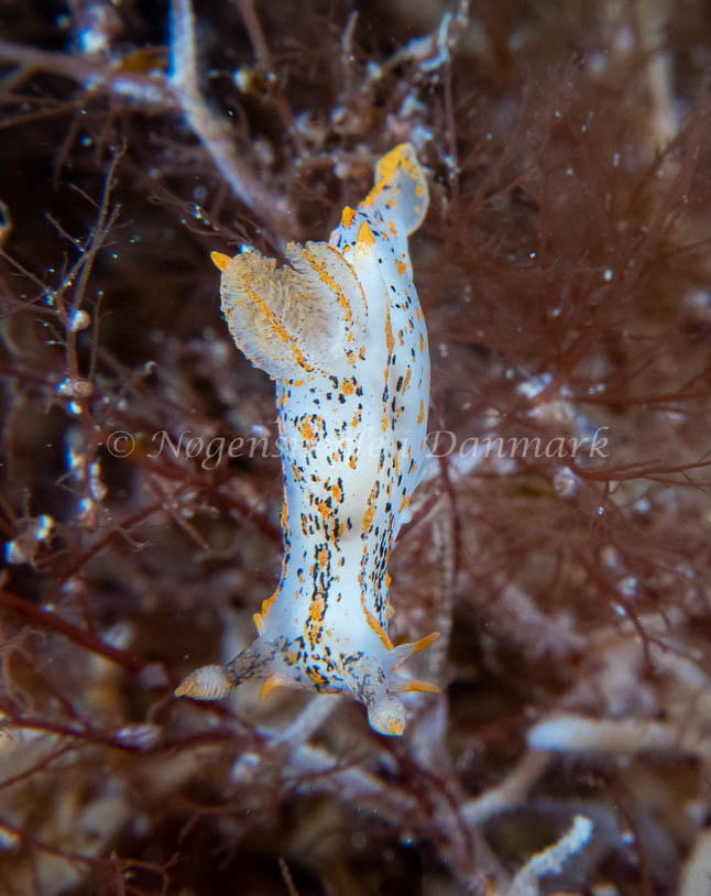 Polycera quadrilineata - Barken (Vrag), Saltum Strand - Foto: Tina Hindal