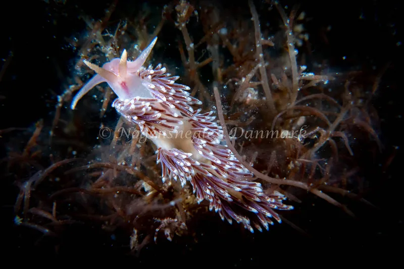 Facelina auriculata - Barken (Vrag), Saltum Strand - Foto: Tina Hindal